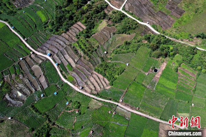 圖為西藏林芝市墨脫縣城附近的茶田。(無人機照片) 李林 攝