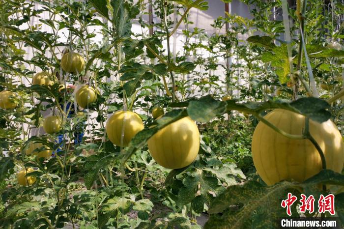 圖為康馬縣大棚內(nèi)的金太陽西瓜?！⒔ㄜ?攝