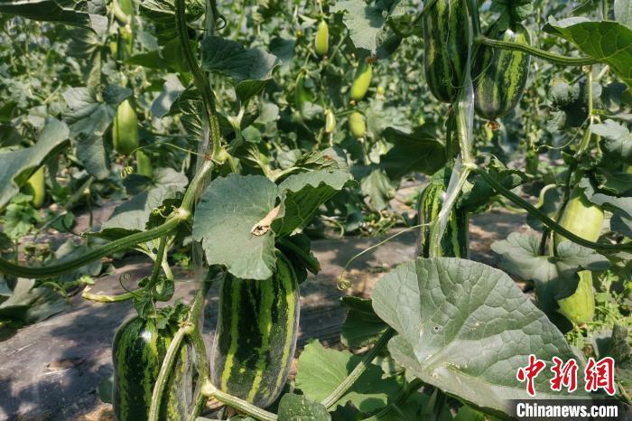 圖為西藏康馬縣大棚內(nèi)的博洋九號甜瓜?！⒔ㄜ?攝