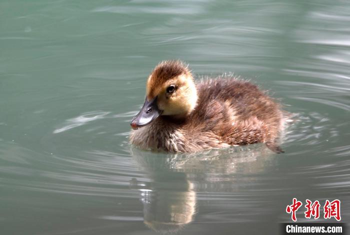 圖為6月22日，棲息在拉魯濕地的白眼潛鴨。　李林 攝