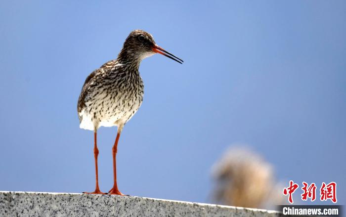 圖為6月22日，棲息在拉魯濕地的紅腳鷸?！±盍?攝