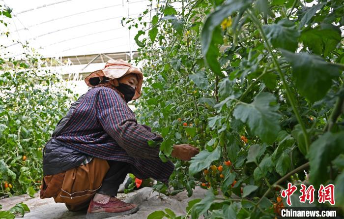 圖為巴珍在地里勞作。　趙朗 攝