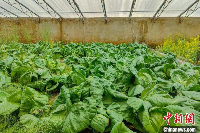 公珠湖執(zhí)勤點(diǎn)的大棚蔬菜，種菜是該執(zhí)勤點(diǎn)輪換民警們的日常?！↓埿▲P 攝