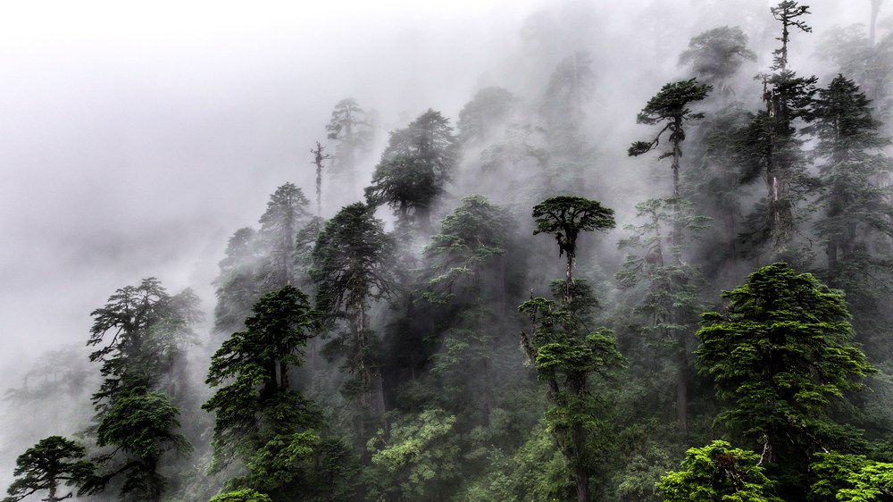水霧蒸騰，滿目皆綠。張澤坤攝