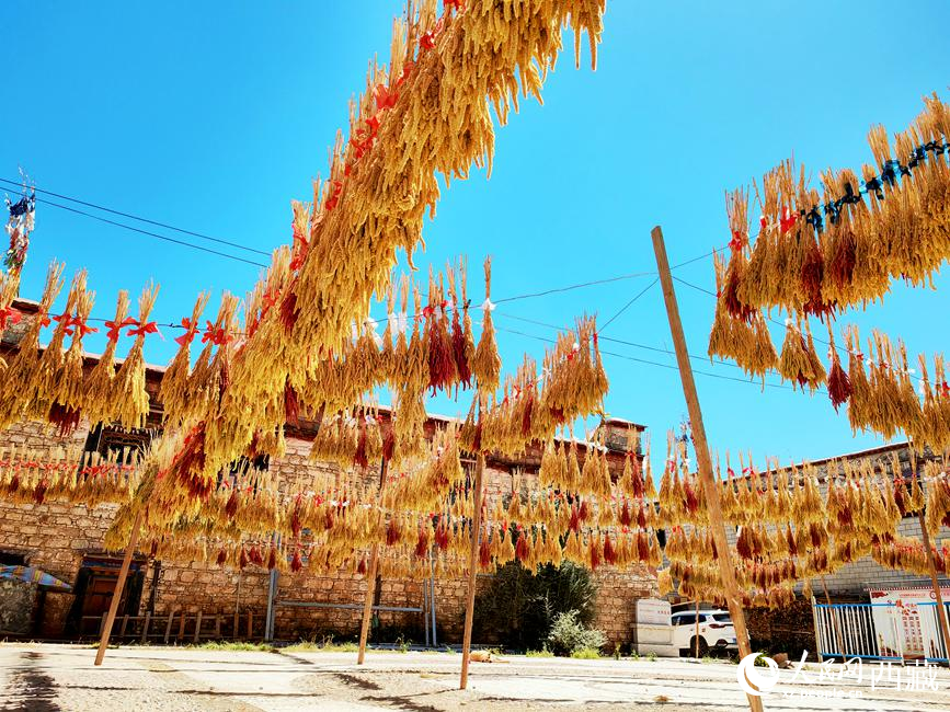 村子廣場(chǎng)上曬滿了糧食。 人民網(wǎng) 李海霞攝