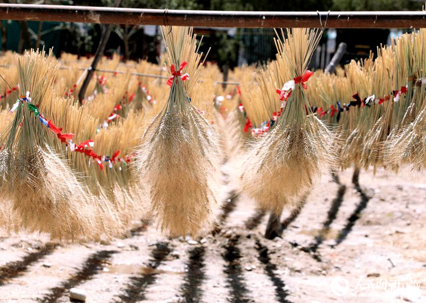 整個(gè)村莊沉浸在收獲的喜悅中。人民網(wǎng) 李海霞攝