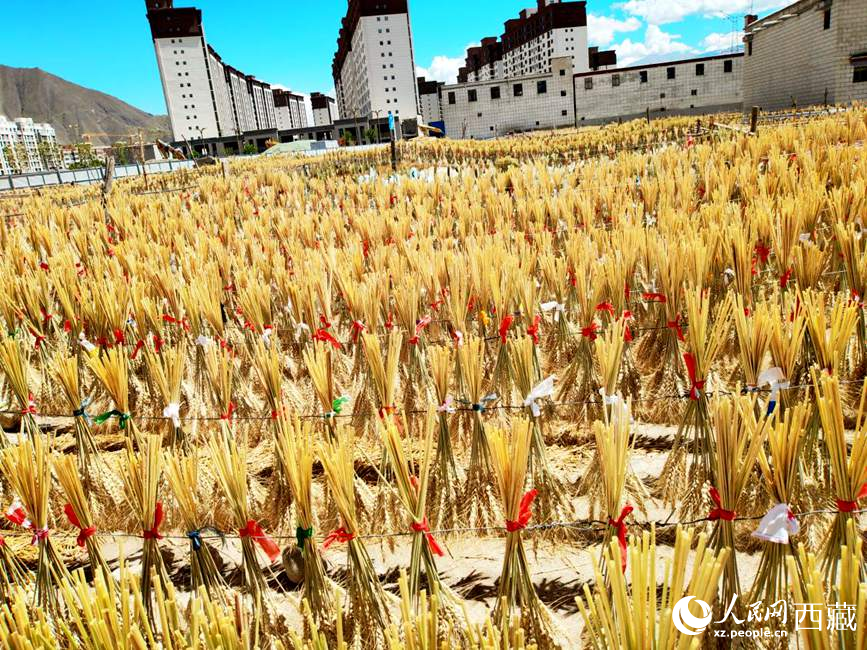 整個(gè)村莊沉浸在收獲的喜悅中。人民網(wǎng) 李海霞攝