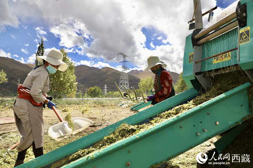 曲水茶巴拉村民正在包裝青飼玉米。人民網(wǎng)記者 次仁羅布攝