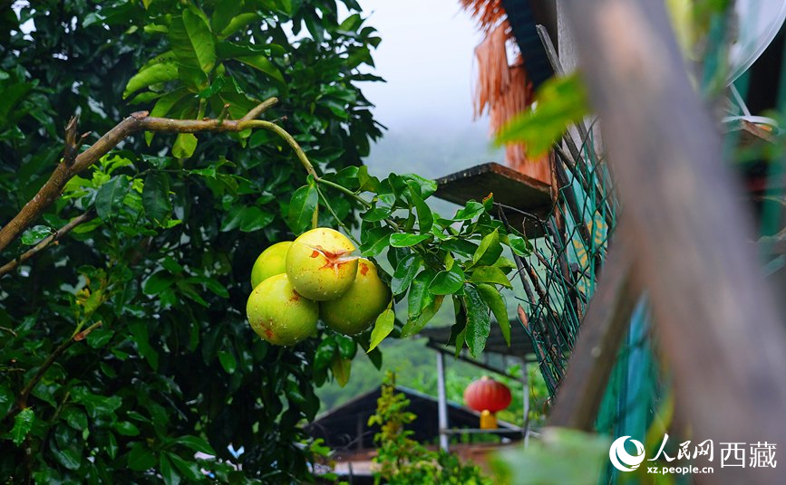 墨脫縣德興鄉(xiāng)德興村庭院果樹飄香。