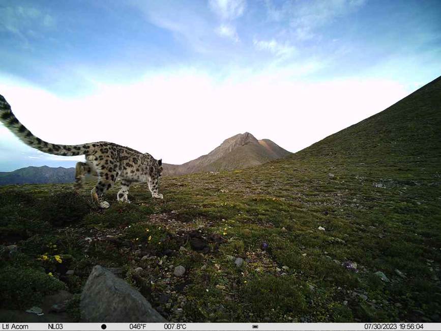 雪豹影像。山水自然保護(hù)中心供圖