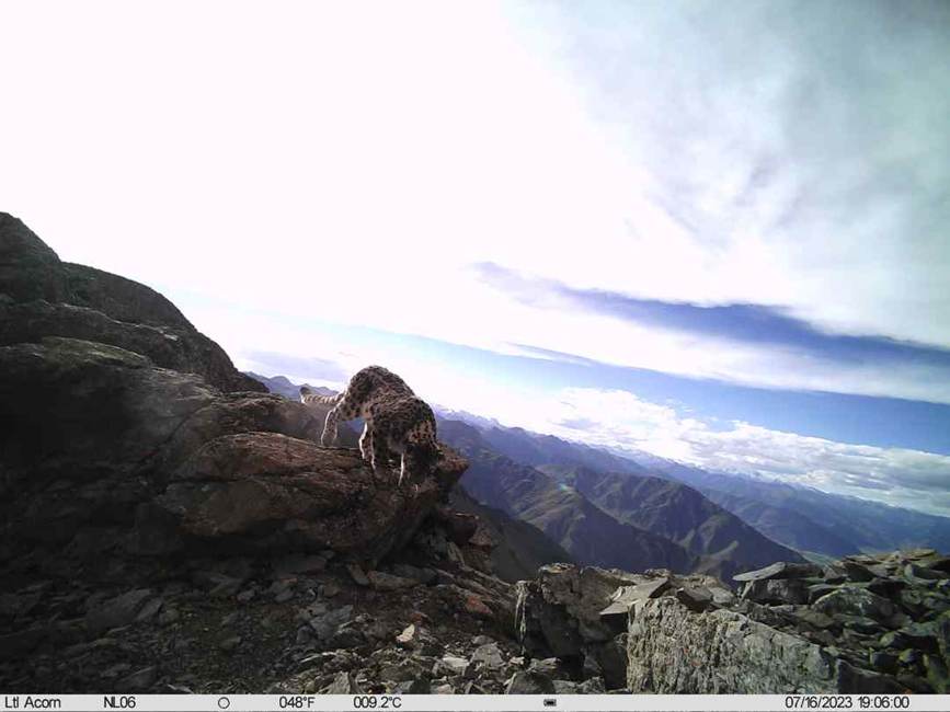 雪豹影像。山水自然保護(hù)中心供圖