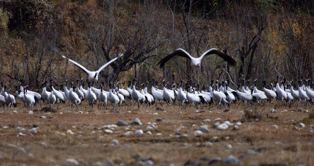黑頸鶴蹁躚起舞美如畫。索多攝