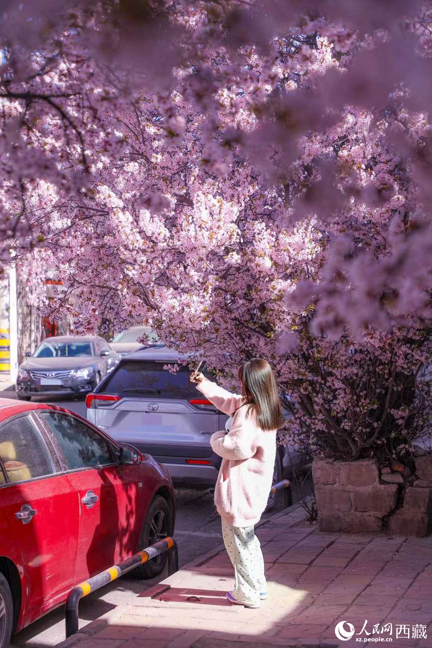 桃林下，拉薩市民游客樂享春光。人民網(wǎng)記者 次仁羅布攝