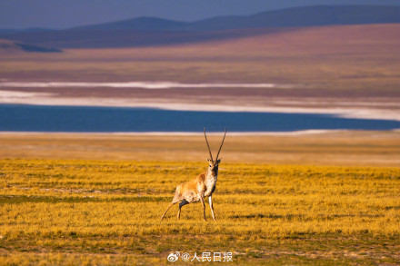 可愛壁紙上新！藏羚羊就是高原上的精靈吧