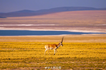 可愛壁紙上新！藏羚羊就是高原上的精靈吧