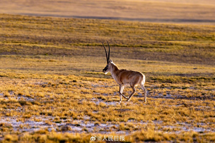 可愛壁紙上新！藏羚羊就是高原上的精靈吧