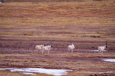 可愛壁紙上新！藏羚羊就是高原上的精靈吧