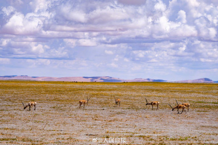 可愛壁紙上新！藏羚羊就是高原上的精靈吧