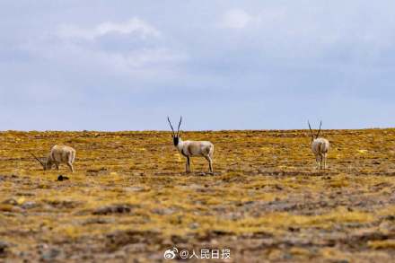 可愛壁紙上新！藏羚羊就是高原上的精靈吧