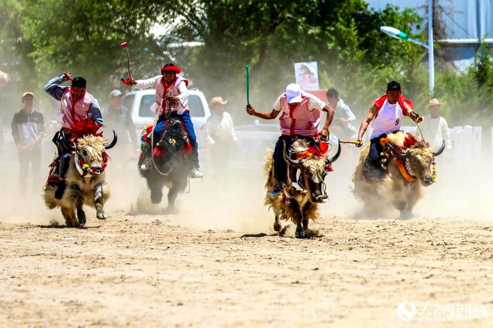 拉薩首屆農(nóng)牧民運(yùn)動(dòng)會(huì)上的賽牦牛比賽。
