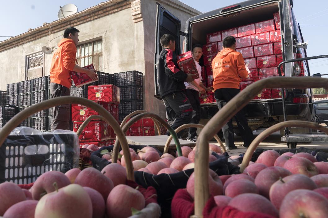 西部冰糖心蘋果，乘著商流上行。劉浩攝