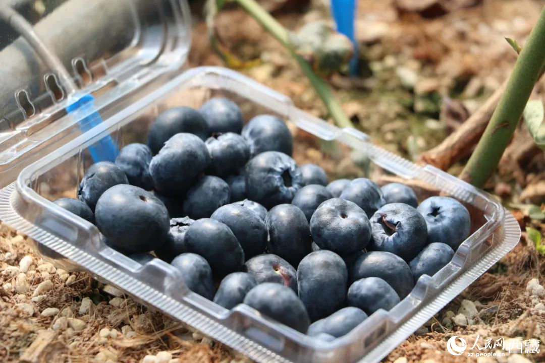 藍(lán)莓表面覆蓋著天然果霜。次仁龍布攝