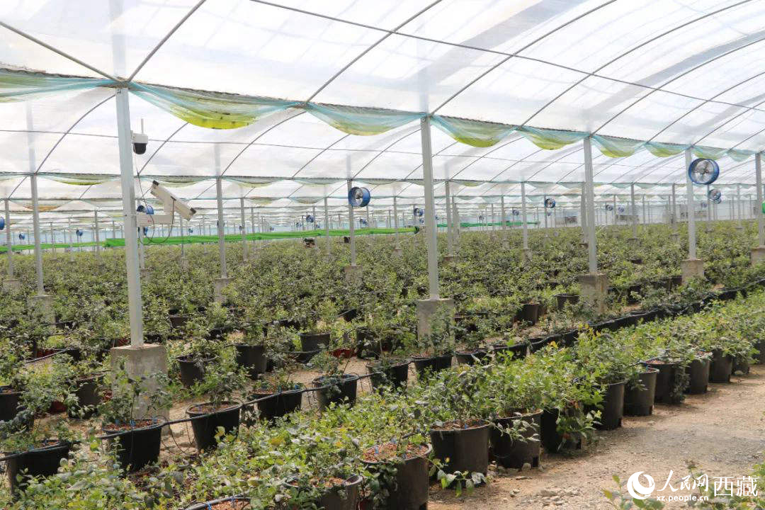 戈壁田園藍(lán)莓工業(yè)化種植基地。次仁龍布攝