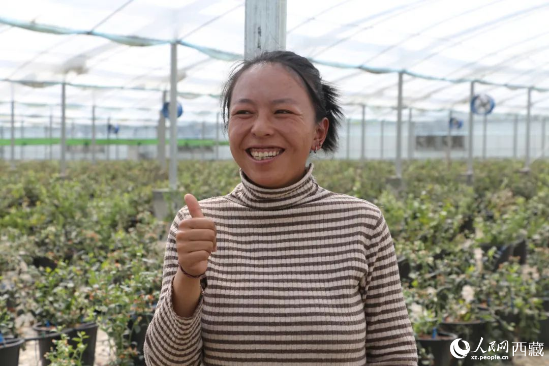 措姆品嘗自己精心照料的藍(lán)莓后，豎起了大拇指。次仁龍布攝