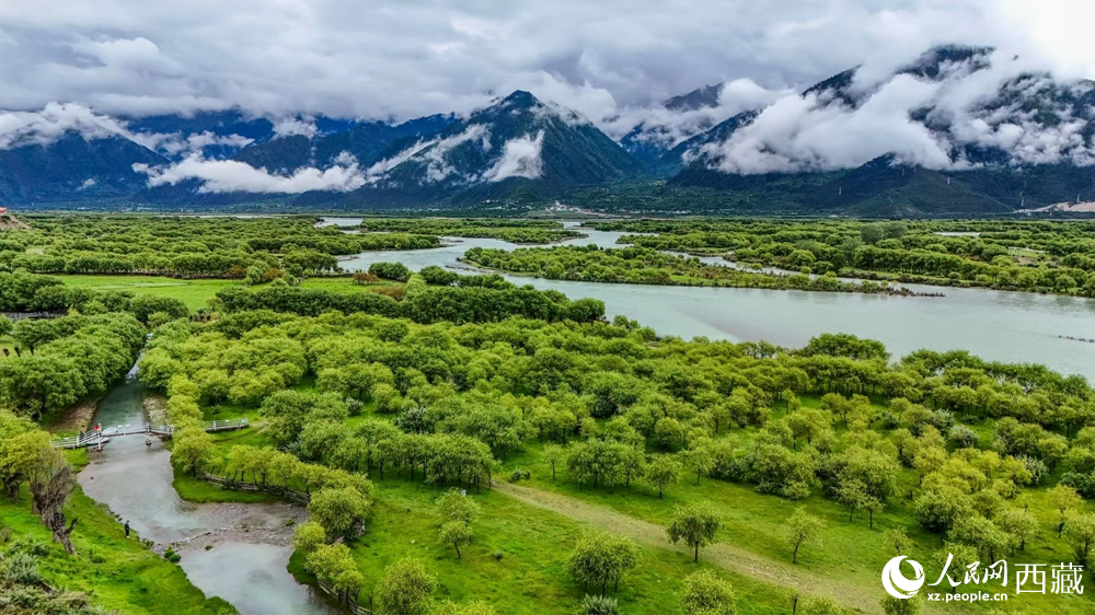 鳥瞰盛夏季節(jié)的雅尼濕地風光。人民網(wǎng)記者 次仁羅布攝