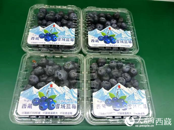 西藏雪域藍莓。羅雨欣攝