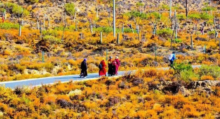 懂西藏的人，一定不會錯過林芝的秋天