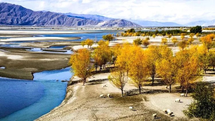 懂西藏的人，一定不會錯過林芝的秋天