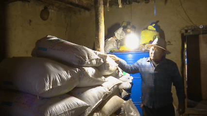 青稞“蛻變”，牦?！俺鋈Α?！看西藏農(nóng)牧民的“十四五”豐收答卷