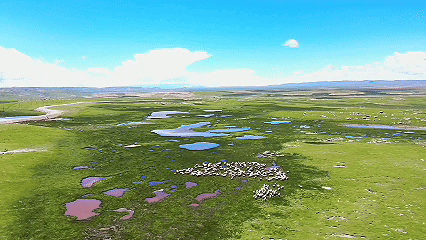 青稞“蛻變”，牦牛“出圈”！看西藏農(nóng)牧民的“十四五”豐收答卷