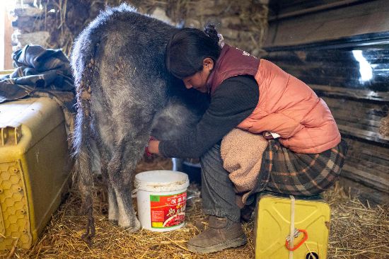 次仁普尺正在擠牛奶。人民網(wǎng)記者 翁奇羽攝