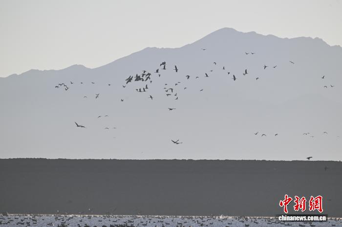 鶴舞高原西藏林周成候鳥越冬樂園