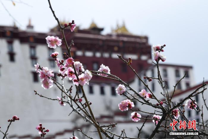 春暖拉薩古城春意濃