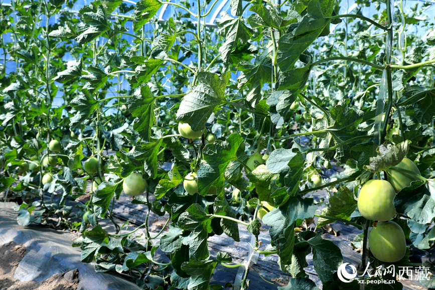 溫室中種植的瓜類作物果實(shí)累累。人民網(wǎng)記者 吳雨仁攝