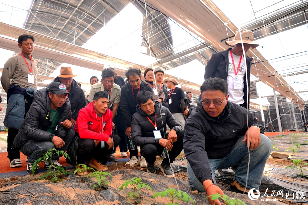 農(nóng)業(yè)專家蹲在田壟間，為圍攏過來的科技專干和基層農(nóng)技人員現(xiàn)場講解定植要點(diǎn)。人民網(wǎng)記者 吳雨仁攝