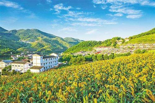 【理上網(wǎng)來o輝煌十九大】鄉(xiāng)村振興戰(zhàn)略：更綜合、全面、系統(tǒng)的發(fā)展戰(zhàn)略