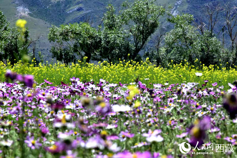 油菜花與格?；ㄏ嘤吵扇?。人民網 李海霞攝