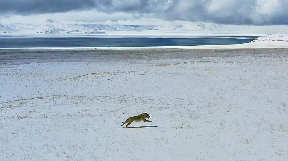雪地里疾馳的阿里“狼”。