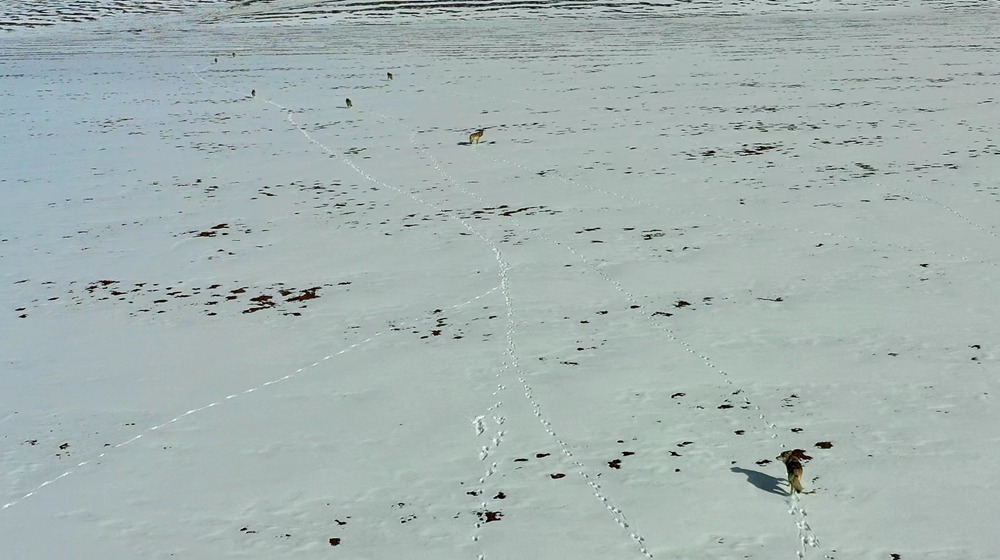 天地一色，狼群在雪地里不斷地向前奔跑。