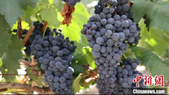 圖為桑日縣種植的葡萄?！∩侥仙Ｈ湛h委宣傳部提供