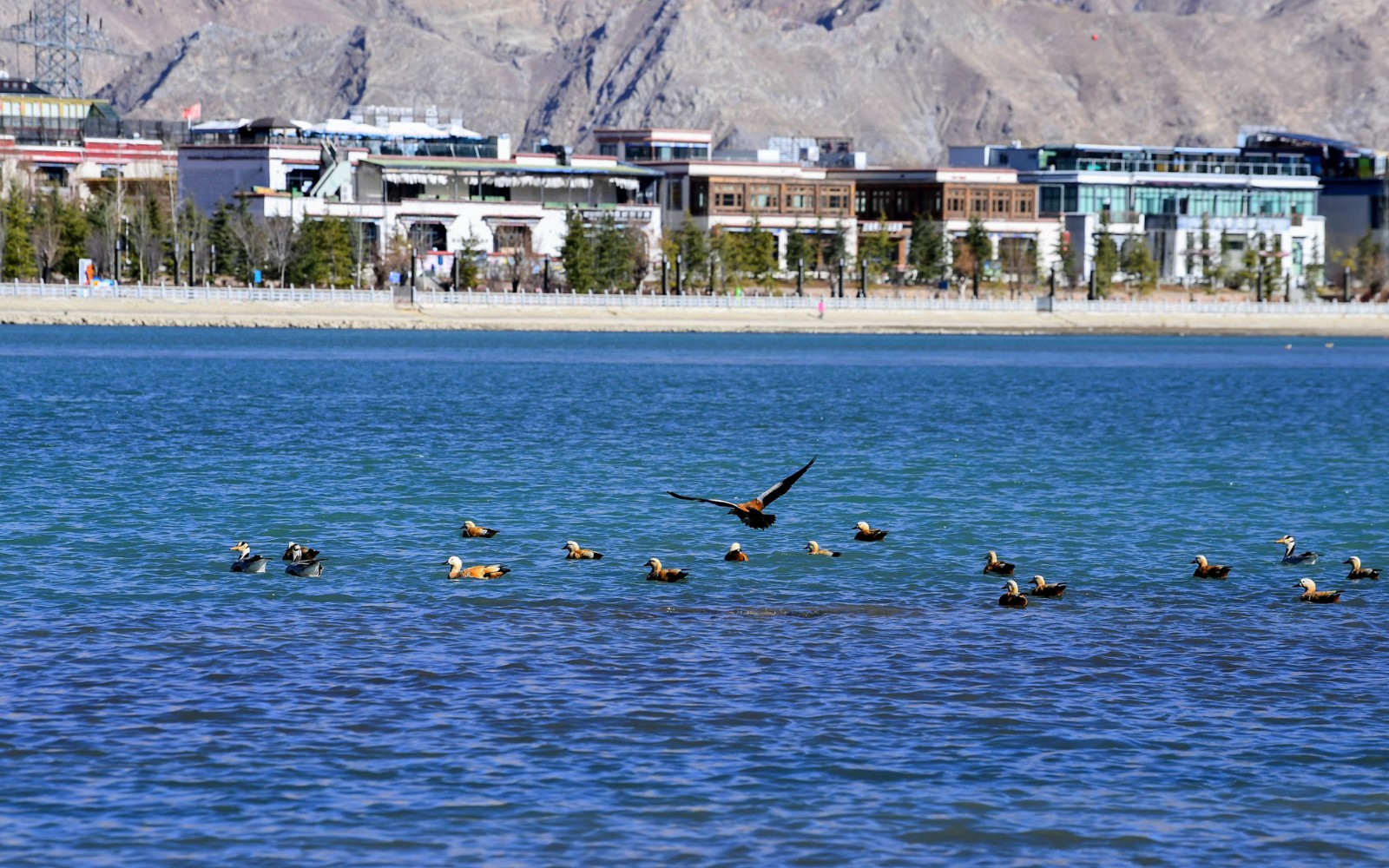 百鳥(niǎo)翩躚聚拉薩河畔(3873526)-20221218094711.jpg