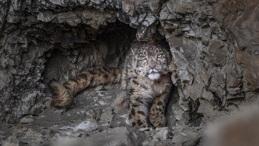“高原精靈”雪豹。尼瑪多吉攝