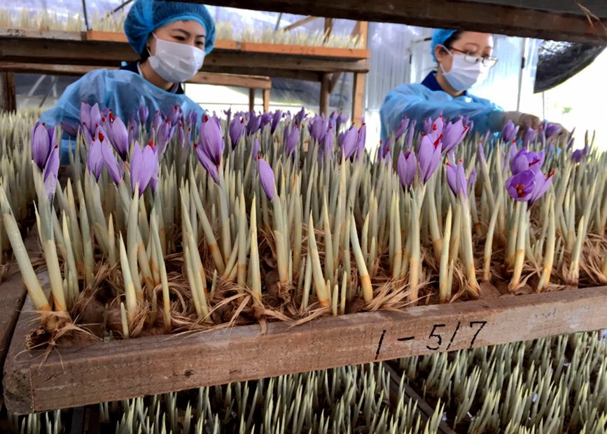 林芝天旺農(nóng)牧產(chǎn)品有限公司藏紅花種植基地工作人員采摘藏紅花。趙新民攝