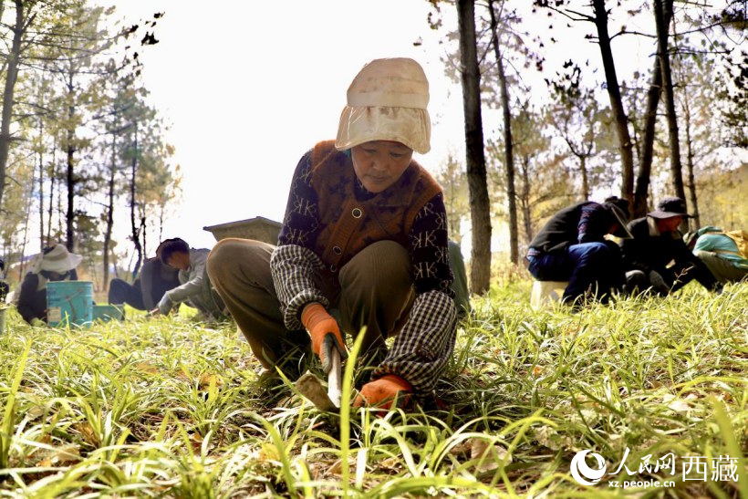 圖為項目建設(shè)過程中帶動周邊群眾就業(yè)。人民網(wǎng)記者 次仁羅布攝