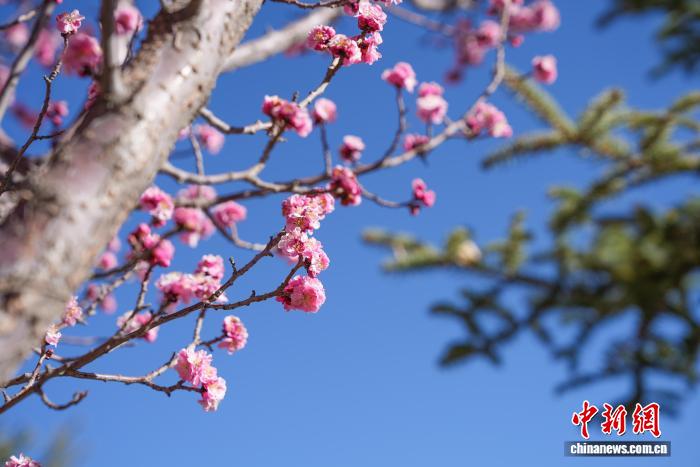 西藏拉薩：桃花盛開春意濃市民樂(lè)享高原春光