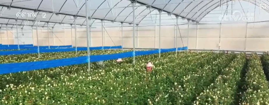 云南姚安：七夕“浪漫經(jīng)濟(jì)”升溫 日均百萬枝玫瑰供應(yīng)市場